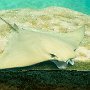 DSC 0281  Stingray