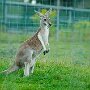 Kangaroo