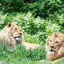 DSC0216  Lionspair