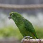 Greenparakeet