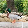 DSC0618  Duck portrait