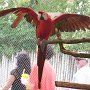 DSC0774  Red Macaw