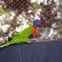blueandgreenparrot