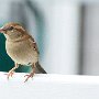 sparrow