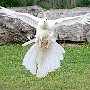 whitepeacock
