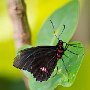 blackandredbutterfly