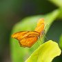 orangebutterflyside
