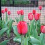 DSC 0112  Red Tulips