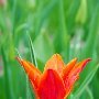 DSC0427  Red Tulip