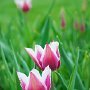 DSC0428  Pink and White tulip