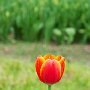 DSC0479  Orange tulip