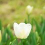 DSC0524  White tulip
