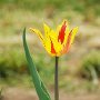 DSC0527  Yellow and red Tulip
